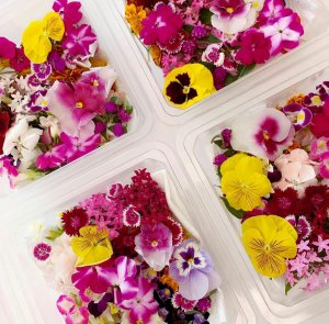 Anda Penyuka Edible Flower? Ini Tips Sederhana untuk Menyegarkan yang Sudah Layu
