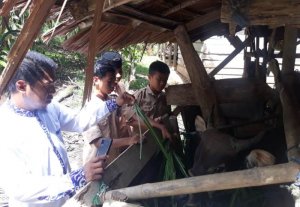 Investasi Sapi Potong, Omzet Pimpinan Ponpes di Sinjai Capai Rp1 Miliar per Tahun