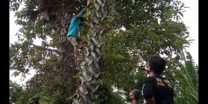 Kisah Warga Sulsel, Manjat Pohon Lontar 25 Meter untuk Buat Ballo Diolah jadi Hand Sanitizer