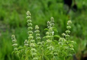 Rawat Kulit Wajah, Ini 3 Manfaat Daun Kemangi