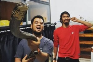 King Kobra Garaga Dikawinkan, Panji Petualang: Bikin Hamil Anak Orang Lagi