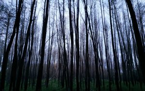 Ternyata Pohon Pinus Bisa Jadi Alternatif Pengobatan Stroke, dan Masalah Kesehatan Lainnya