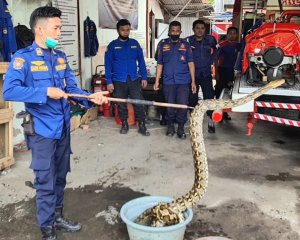 Sempat Mangsa Anak Kambing, Piton Empat Meter Diamankan Damkar