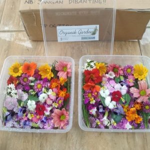 Edible Flower Anda Cepat Busuk Padahal Baru Panen? Perhatikan Tips Ini