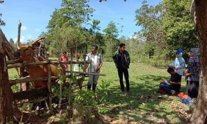 2021, Potensi Kelahiran Anak Sapi Hasil IB di Sinjai Capai 7 Ribu Ekor