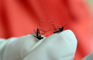 Tips Mengusir Nyamuk Secara Alami