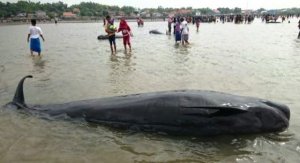 Puluhan Paus Mati Terdampar, Petugas Keluarkan Gas Metan untuk Hindari Ledakan