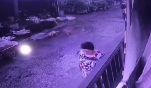 Polisi Kantongi Ciri-ciri Begal yang Rampas Kalung Emas Milik Emak-emak di Dalam Gang