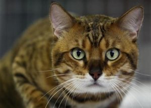 Viral Emak-emak Bunuh Kucing, Ini Alasannya