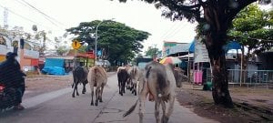 Keluhkan Sapi di Tamangapa Raya, Warga Minta Pemkot  Mediasi Dengan Pemilik Ternak