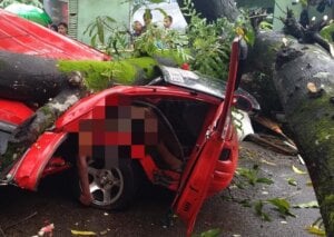 Mobil Penyok Terkena Pohon Tumbang, Sopir Angkot Tewas