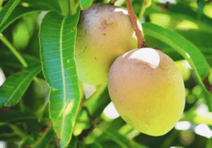 Minum Rebusan Daun Mangga, Ini 4 Manfaatnya untuk Kesehatan