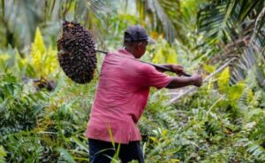Minta Jokowi Tinjau Ulang Larangan Ekspor Minyak Goreng, Politisi PKB: Ini akan Jadi Pukulan Bagi 2,7 Petani Sawit