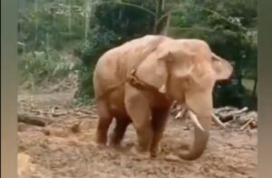 Viral! Seekor Gajah Menyeret Pohon Lewati Jalan Berlumpur, Netizen: Jahat!