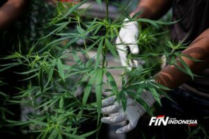 Kebun Ganja Hidroponik Digerebek Polres Metro Jakarta Barat