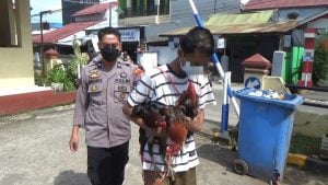 Modus Sabung Ayam, Malah Berbuat Terlarang, Pemuda Ini Bakal Tahun Baru di Sel