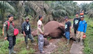 Gajah Sumatera Ditemukan Mati, Barak Pekerja Kebun Sawit Hancur
