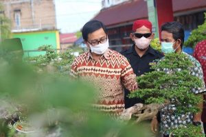 Pecinta Bonsai Luwu Utara Gelar Pameran Angkat Potensi Lokal