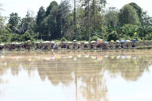 Pembudidaya Ikan Asal Sabbang Selatan Sukses Gelar Lomba Ikan Mas Se-Sulawesi