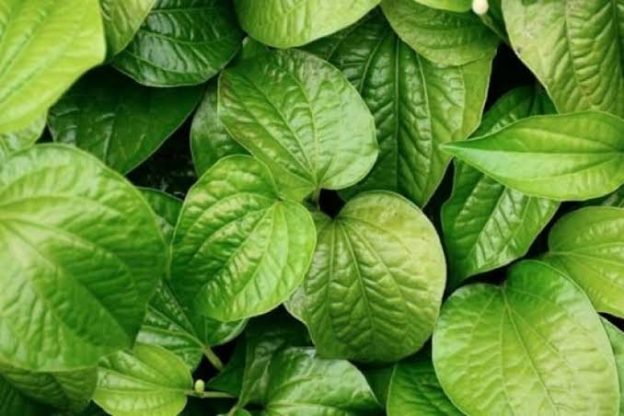Daun sirih