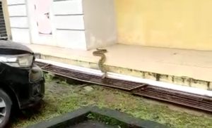 Ular Piton 5 Meter Masuk di RS Wahidin, Berjam-jam Dicari Tak Kunjung Ditemukan