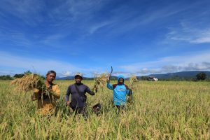 Kurangi Pemanasan Global Lewat PSRLB, Petani Makin Sejahtera