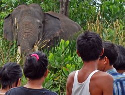Aksi Teror Kawanan Gajah, Amuk Pemukiman Warga Hingga Hancur
