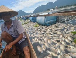 130 Ton Ikan Mati di Danau Maninjau