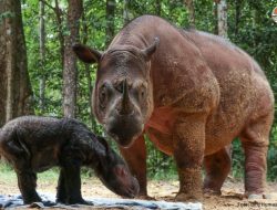 Momen Bersejarah, Badak Rosa Lahirkan Bayi dengan Selamat Setelah Delapan Kali Keguguran