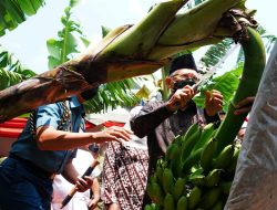 Wapres Ikut Panen Pisang, Pola Kemitraan di Sektor Pertanian Mampu Tingkatkan Pendapatan Masyarakat