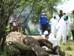 BBKSDA Sumut Temukan Bangkai Gajah Sumatera di Perkebunan Warga, Ditubuhnya Banyak Terdapat Luka Tusukan
