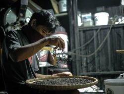 Hikayat Kopi Tua dari Pegunungan Basseang