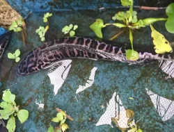 Ini Kandungan Gizi dan Manfaat Ikan Toman, Si Predator Air Tawar Kalimantan