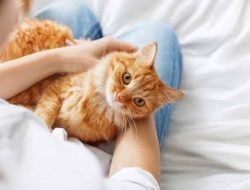 Punya Peliharaan Kucing di Rumah, Yuk Intip Tips Terhindar dari Jamur Ringworm