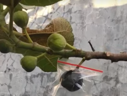 Jadi Nama Surah dalam Alquran, Ini Sejumlah Manfaat Buah Tin untuk Tubuh
