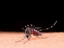 Virus Jamestown Canyon dari Nyamuk Tulari Manusia