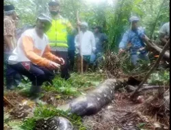 Zahra Hilang di Kebun Karet, Warga Temukan di Perut Ular Piton