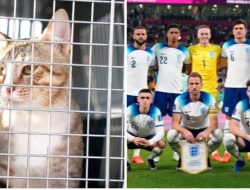 Kisah Pemain Inggris Adopsi Kucing Liar yang Temani Mereka di Kamp Pelatihan Piala Dunia Qatar
