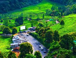 OMG! Kondom Bekas Pakai Berserakan di Kebun Teh Puncak Bogor