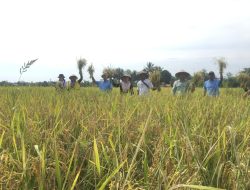 Cerita Petani Bungku Timur Tanam Padi Pakai Metode SRI, Hemat Biaya 50 Persen, Panen Meningkat