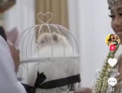 Viral Pasangan Menikah dengan Mahar Kucing