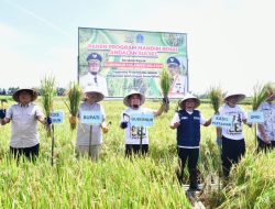 Disupport Mandiri Benih Andalan Sulsel, Hasil Panen di Bone Meningkat 6 Ton Per Hektare