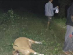 Sapi Dimangsa Harimau, BKSDA Lakukan Hal Ini…