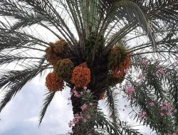 Langka! Pohon Kurma Berbuah Lebat di Sigi Diserbu Wisatawan