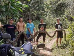 Ngeri! Ular Piton 8 Meter Serang Petani di Gowa