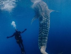 Fakta Tak Terduga Paus Orca, Mendadak Muncul di Laut Sulawesi Utara