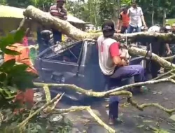 Mobil Tertimpa Pohon, Satu Orang Meninggal dan Dua Orang Luka