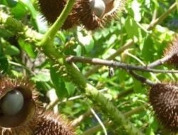 Khasiat Buah Gorek sebagai Pengobatan Alami untuk Berbagai Penyakit, Mulai Kanker hingga Jantung 