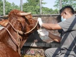 Kemenkes Keluarkan Edaran Kewaspadaan Antraks di Yogyakarta, Diskes Makassar: Patut Direplikasi ke Daerah Lain