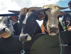 Warga Meninggal karena Terinfeksi Antraks, Kemenkes Keluarga SE Kewaspadaan